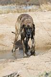 DOGUE ALLEMAND 180
